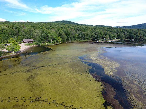 Permit to Control Eurasian Watermilfoil Issued