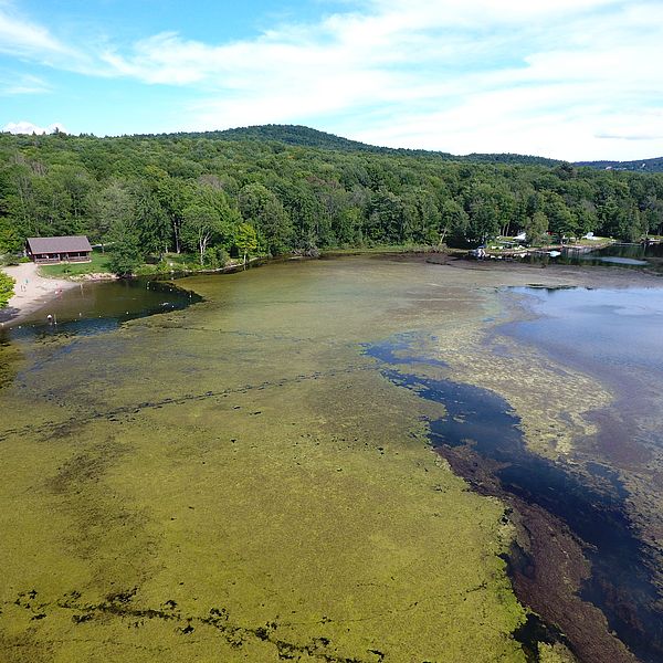 Permit to Control Eurasian Watermilfoil Issued