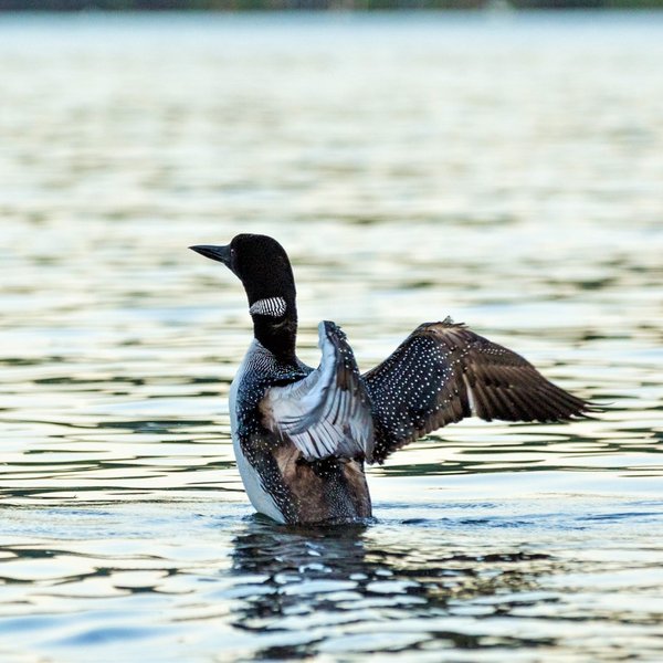 Some Great Loon Pics