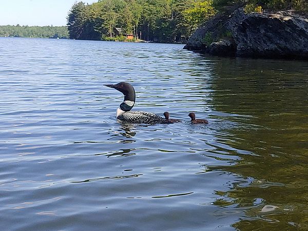 Loon and chicks