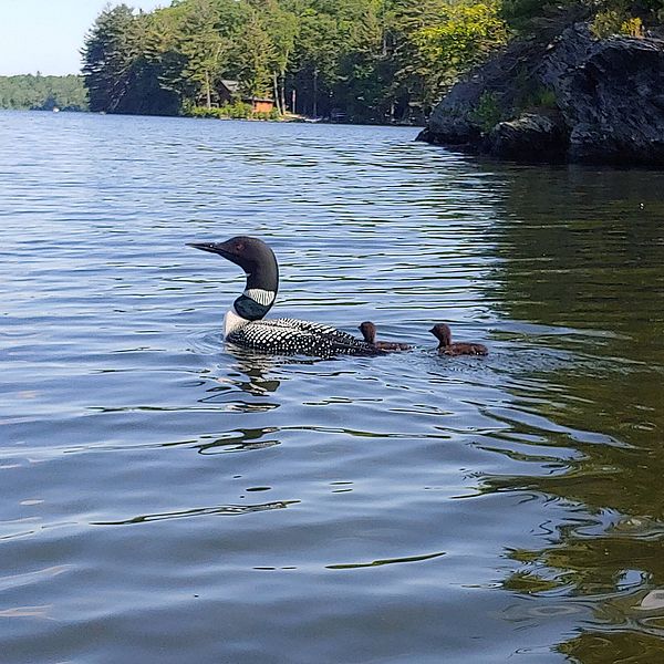 Loon and chicks