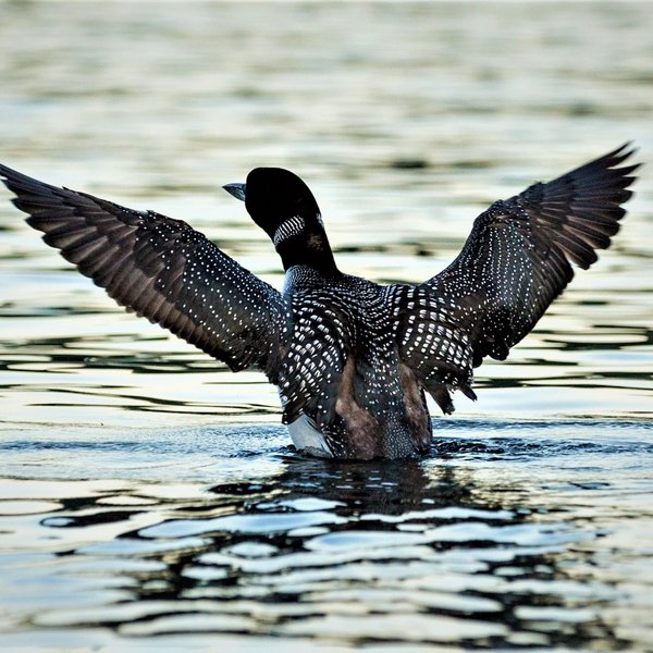 Loon attempting to take flight